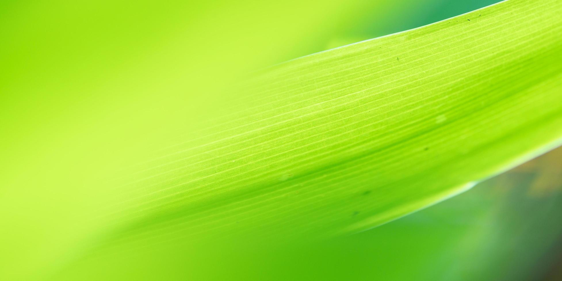 abstract stunning green leaf texture, tropical leaf foliage nature green background photo