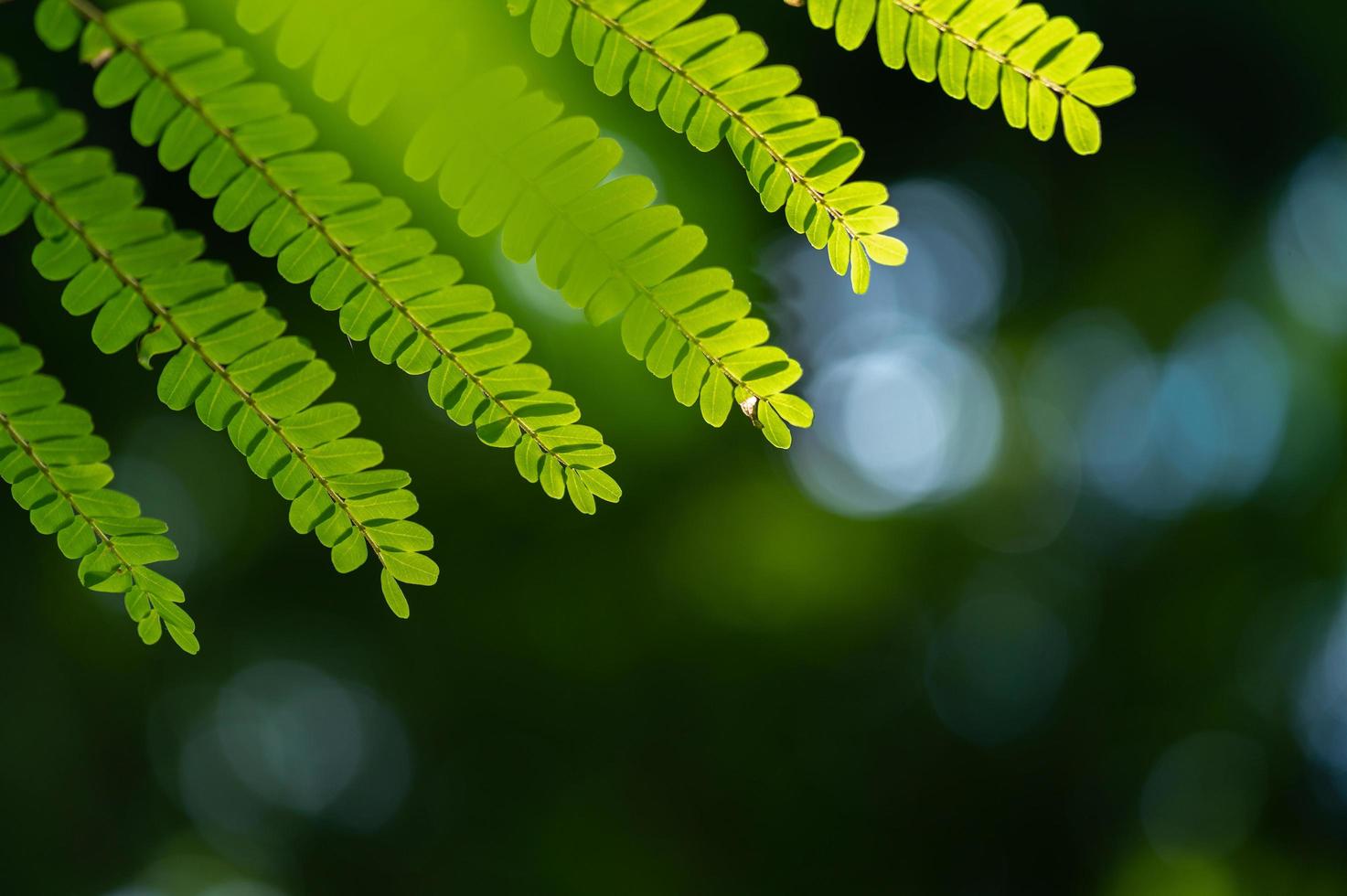 textura de hoja verde impresionante abstracta, follaje de hoja tropical naturaleza fondo verde foto