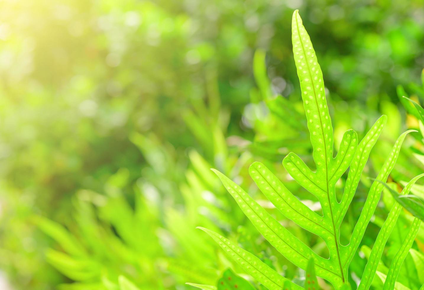 Concept nature view of green foliage on blurred greenery background, sunlight with copy space using as background natural green leaf plants landscape, ecology, fresh banner wallpaper concept photo