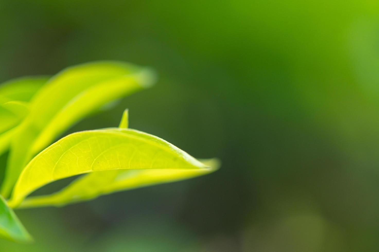 textura de hoja verde impresionante abstracta, follaje de hoja tropical naturaleza fondo verde foto