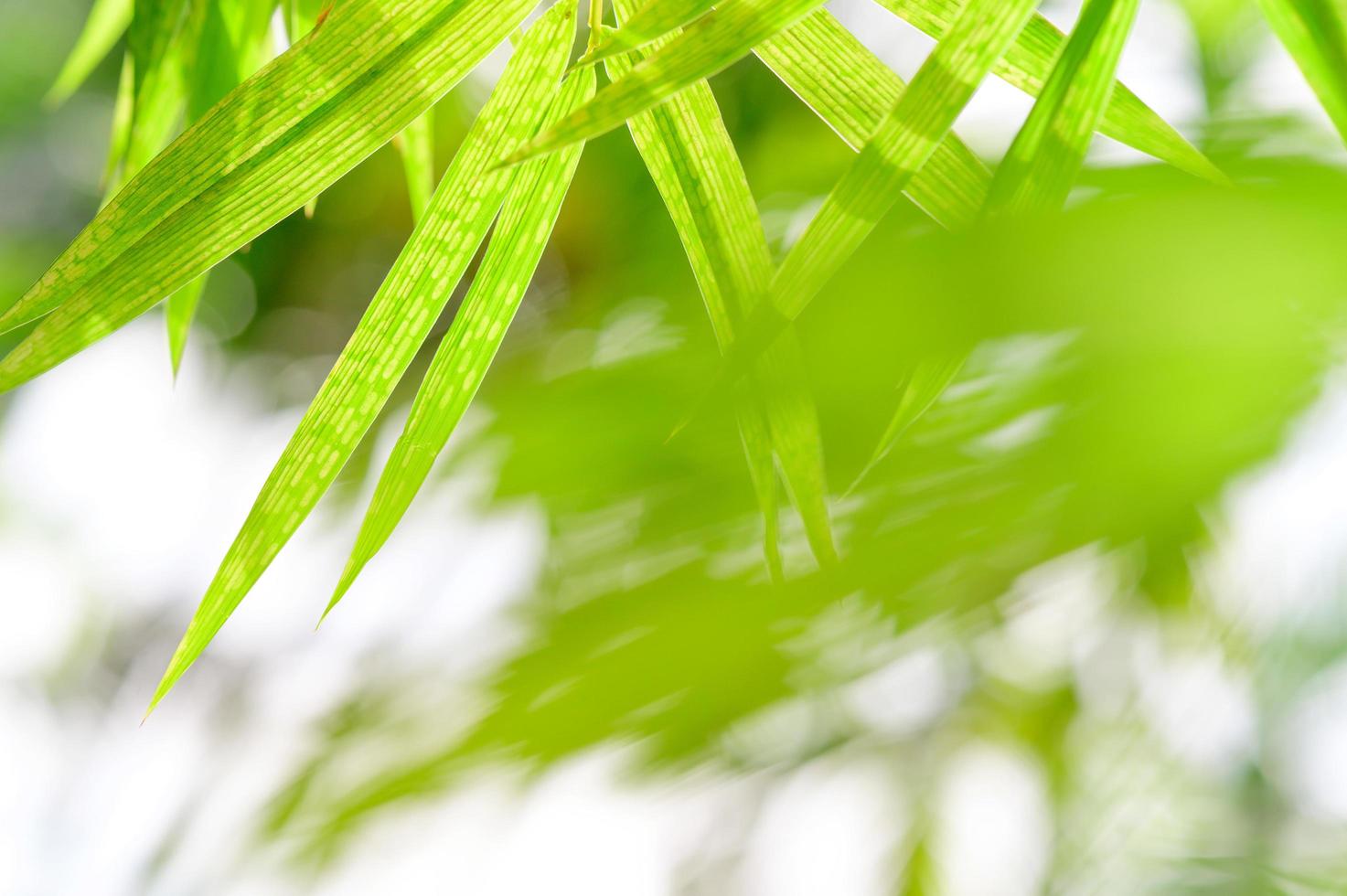 Concept nature view of green foliage on blurred greenery background, sunlight with copy space using as background natural green leaf plants landscape, ecology, fresh banner wallpaper concept photo