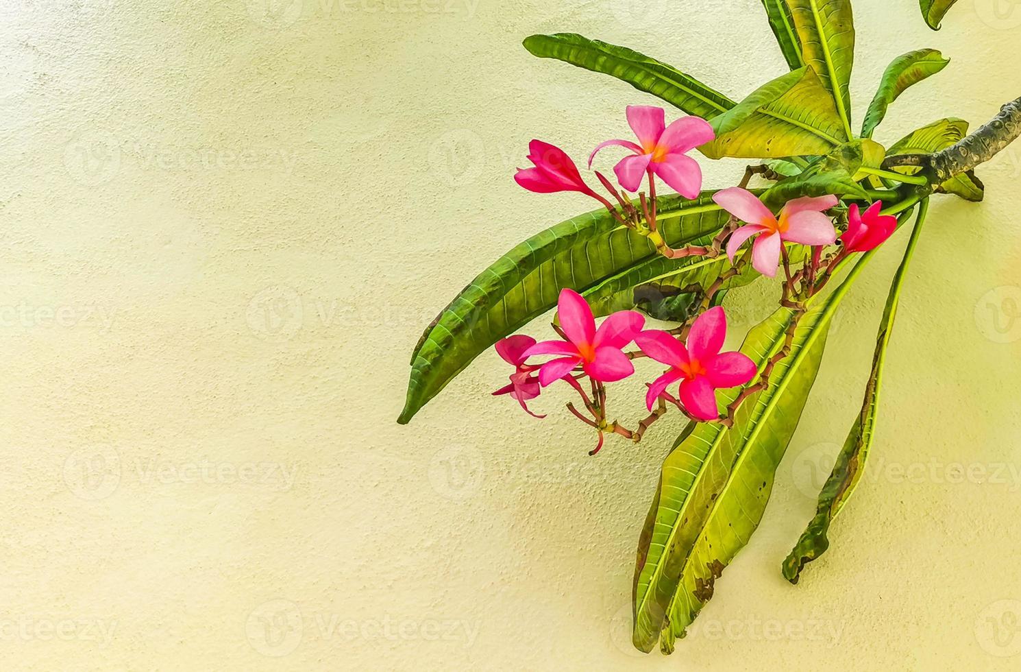 Plumeria tree bush with pink and yellow flowers in Mexico. photo