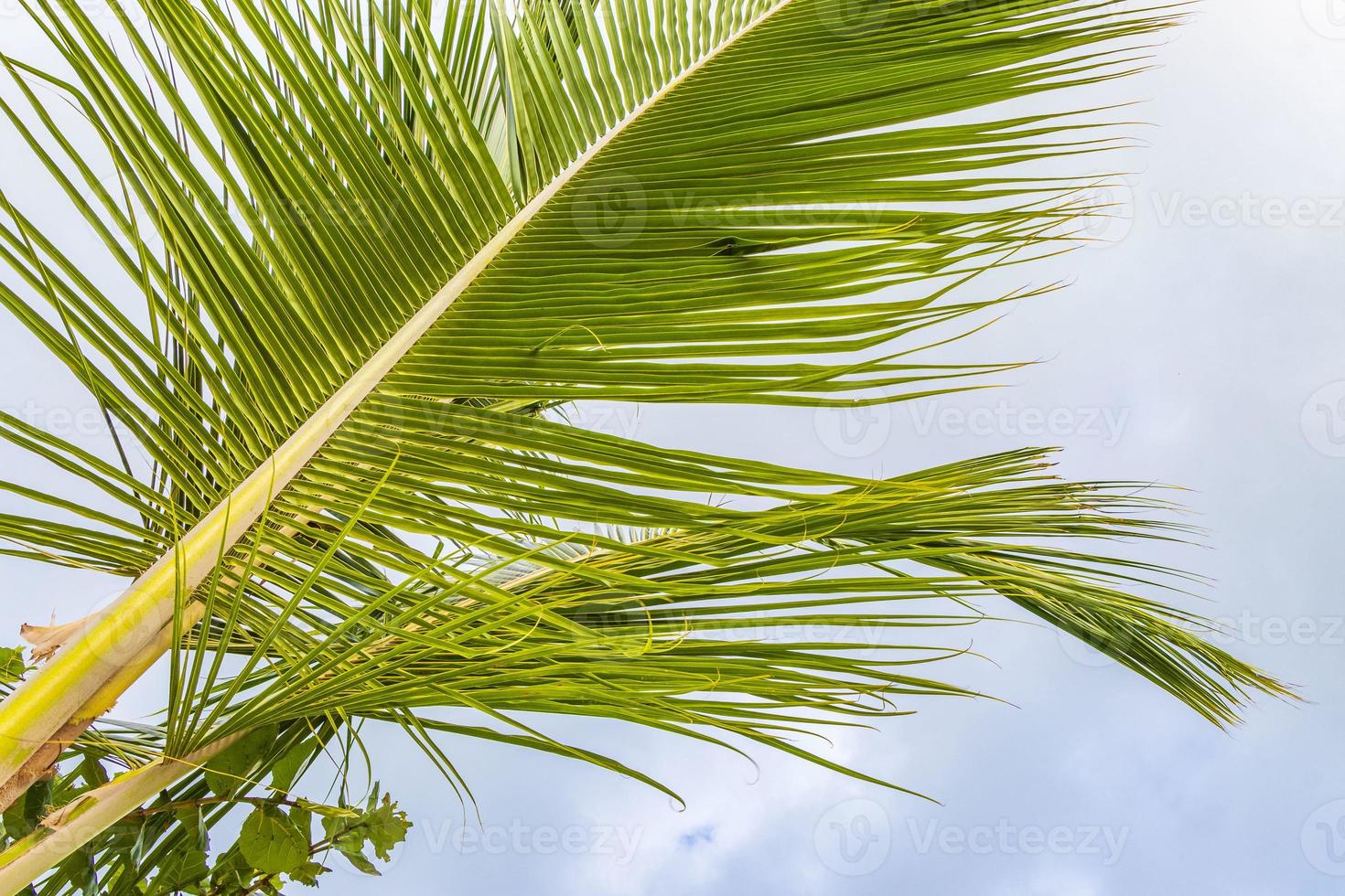 Tropical natural palm tree coconuts blue sky in Mexico. photo