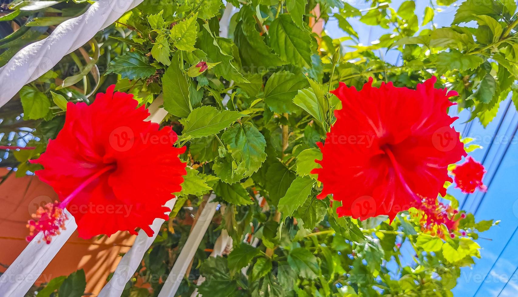 planta de árbol de arbusto de flor de hibisco rojo hermoso en méxico. foto