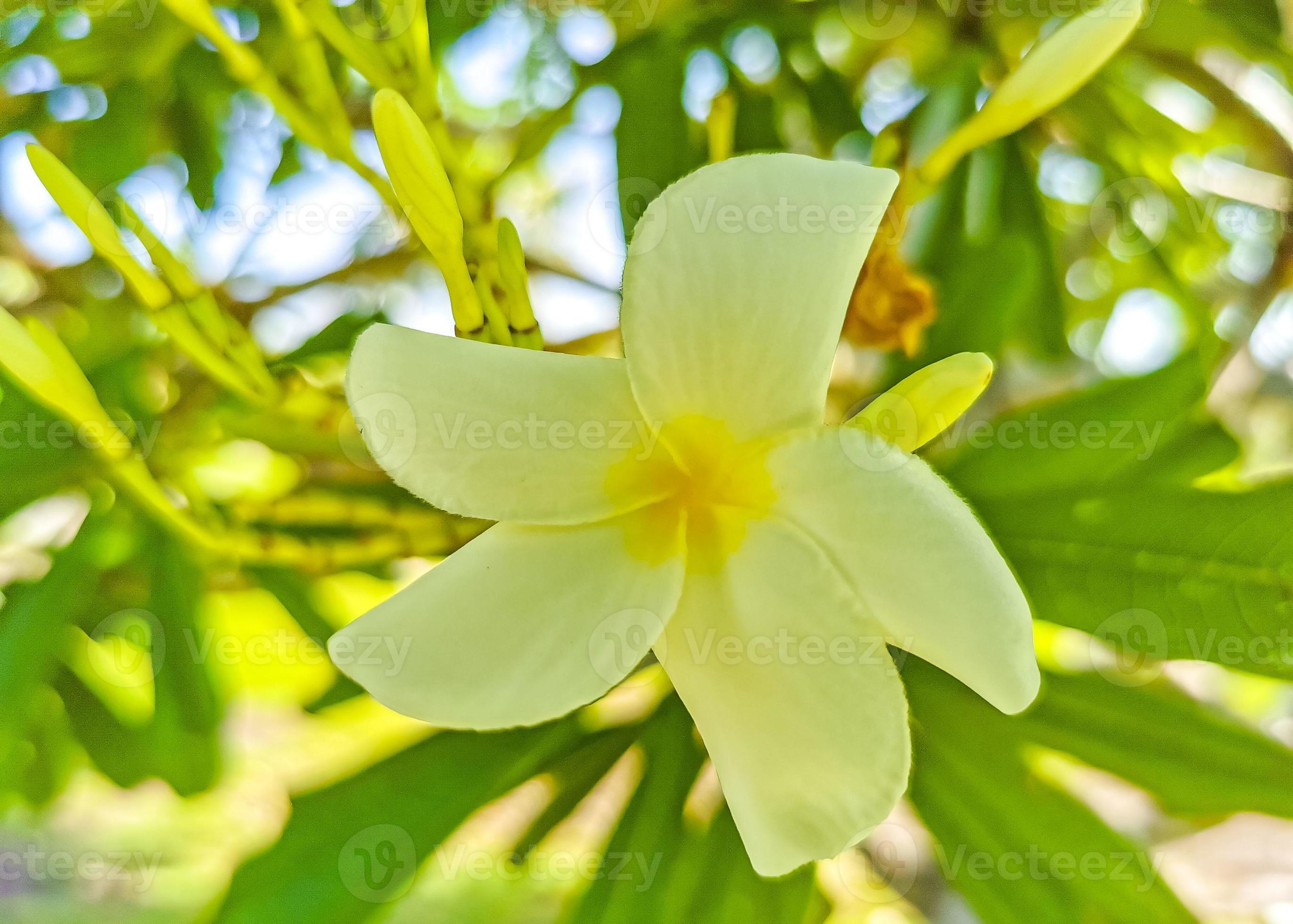 arbusto de plumeria con flores blancas y amarillas en méxico. 11901120 Foto  de stock en Vecteezy