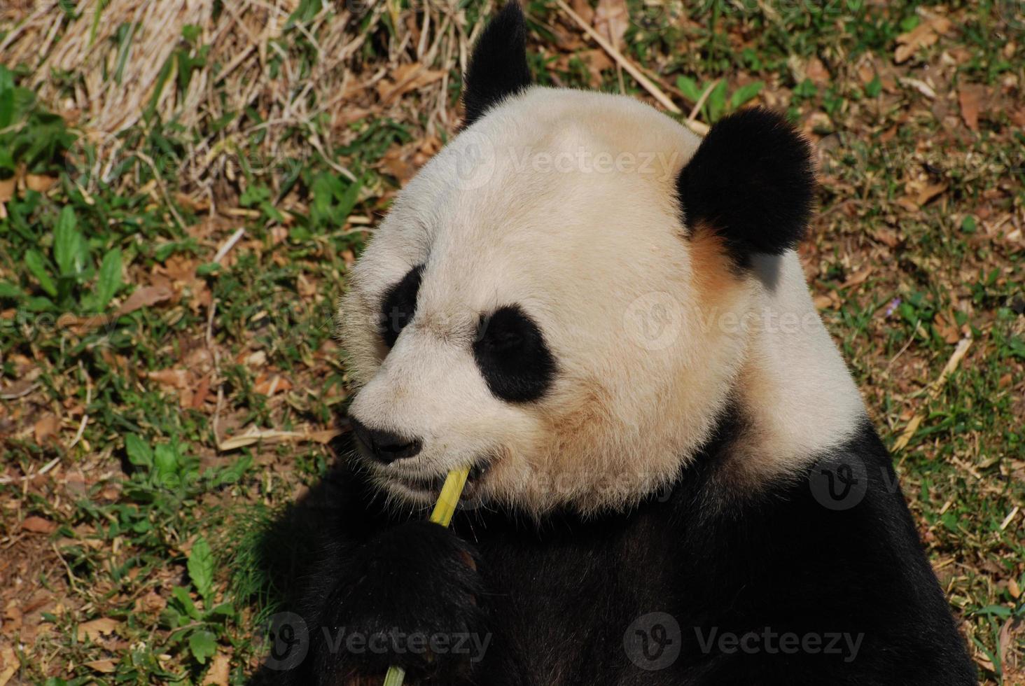 oso panda blanco y negro comiendo brotes de bambú verde foto