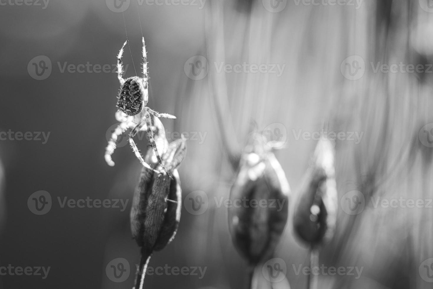 Cross spider shot in black and white, crawling on a spider thread to a plant photo