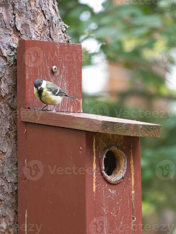 Carbonero común en una casa de pájaros rojos. tiro animal de un pájaro cantor de la naturaleza. animal foto