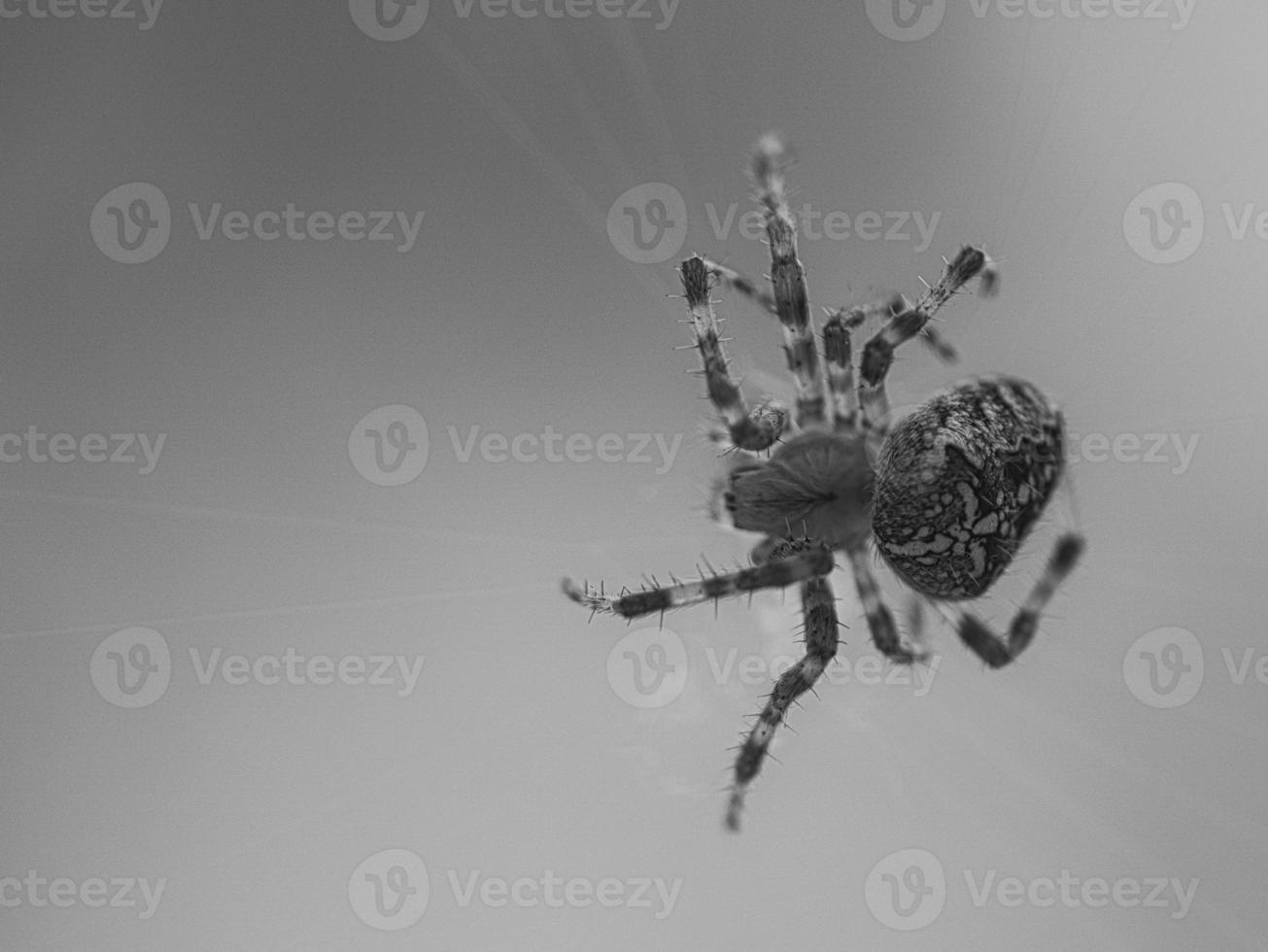 tiro de araña cruzada en blanco y negro, en una telaraña, al acecho de presas. borroso foto