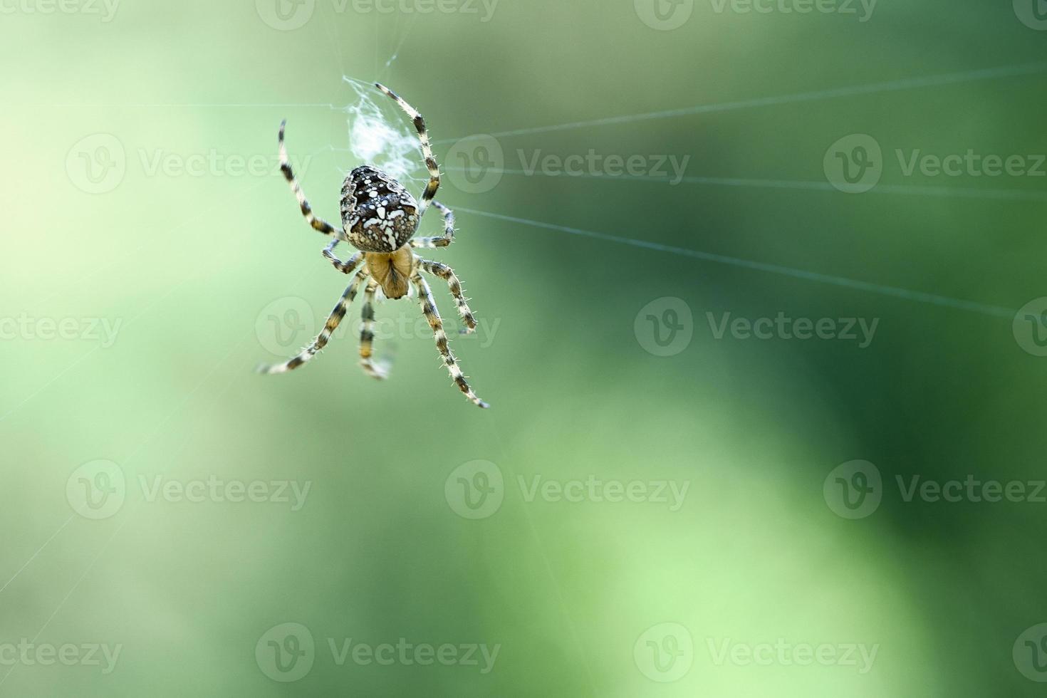 Cross spider in a spider web, lurking for prey. Blurred background photo