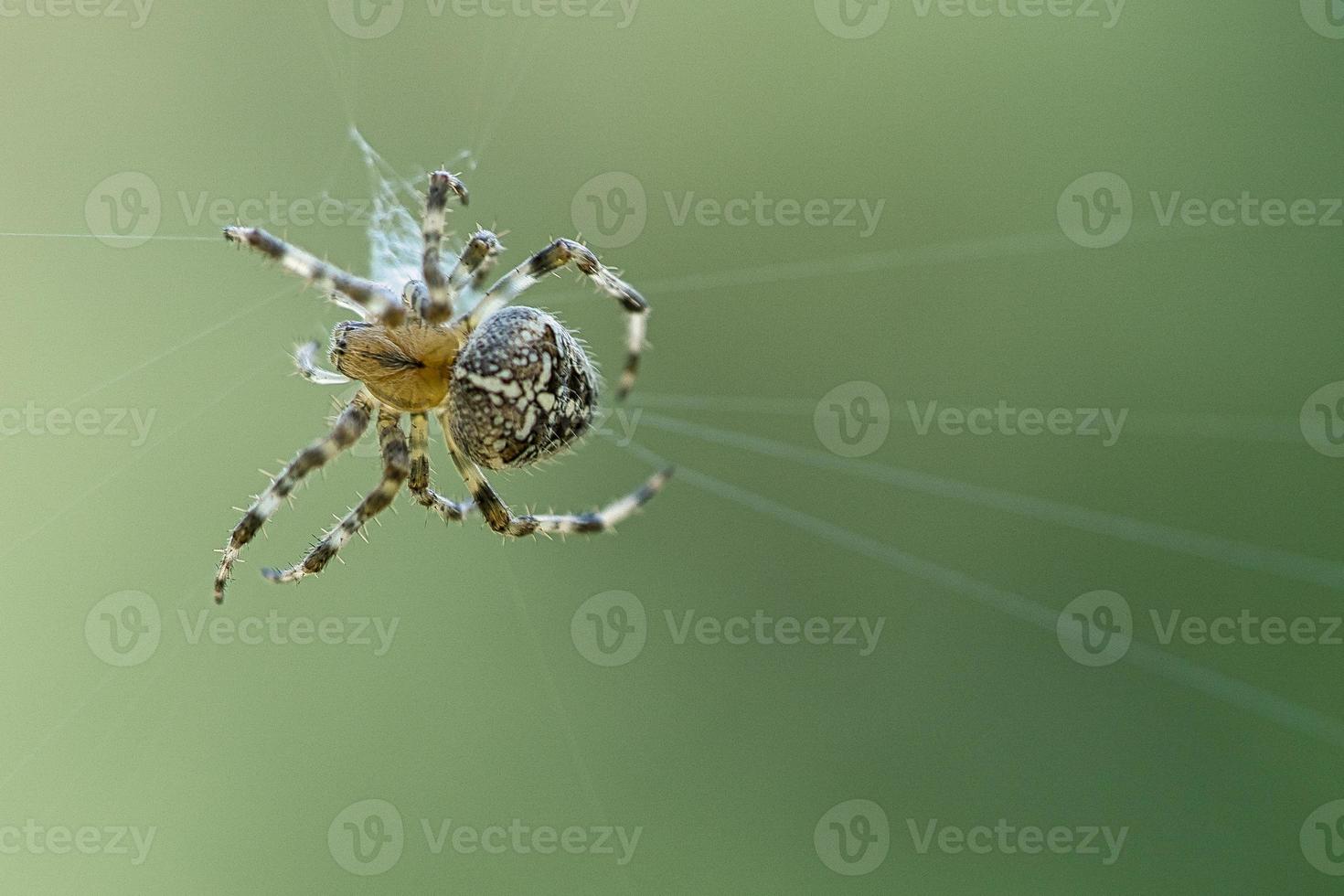 Cross spider in a spider web, lurking for prey. Blurred background photo