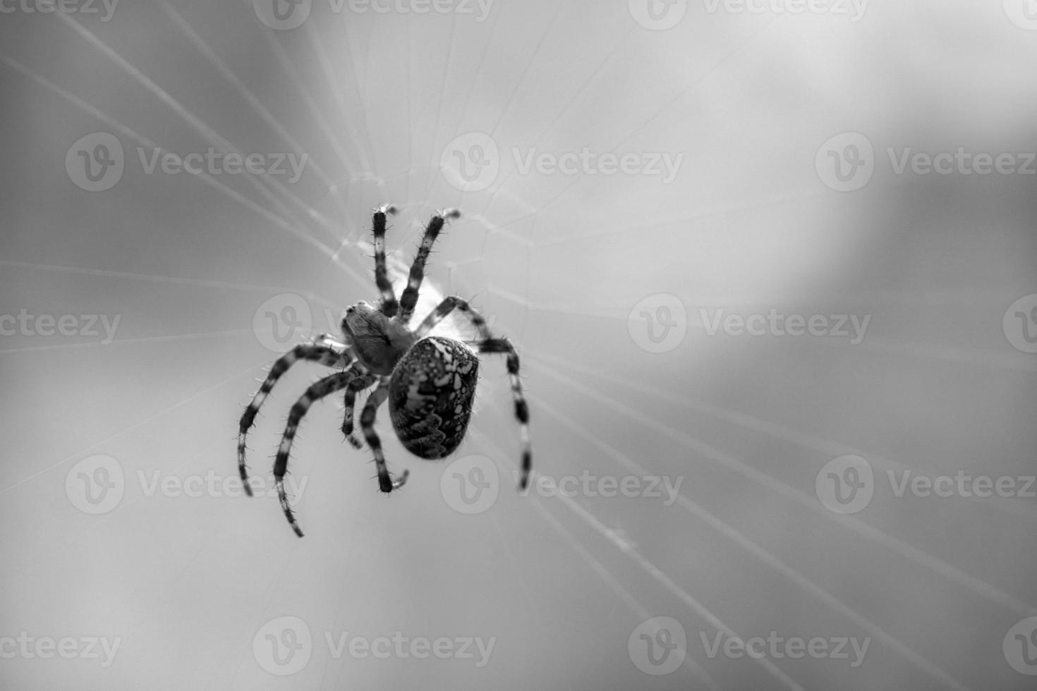 tiro de araña cruzada en blanco y negro, en una telaraña, al acecho de presas. borroso foto