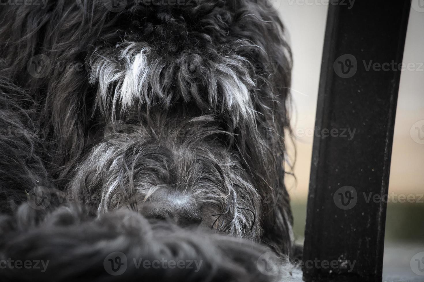 Goldendoodle lying on a wooden terrace. Hybrid dog curled up and curly fur facing photo