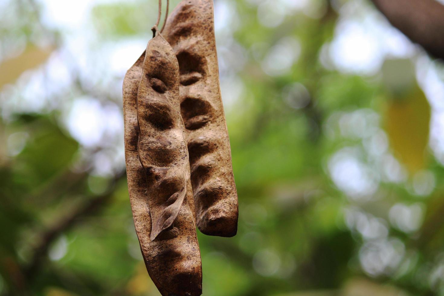 Acacia Tree Pods. photo