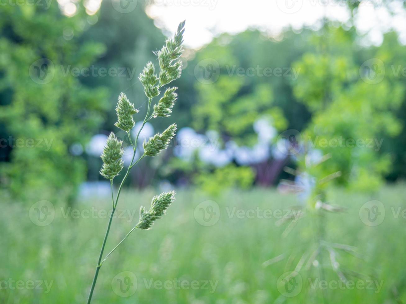 spikelet in the grass in the city park. photo