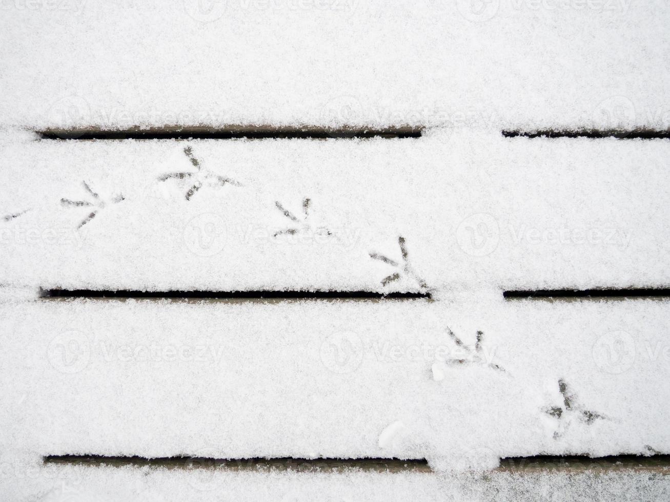 bird tracks in the snow. A pattern of footprints. Doves walk in the snow. photo