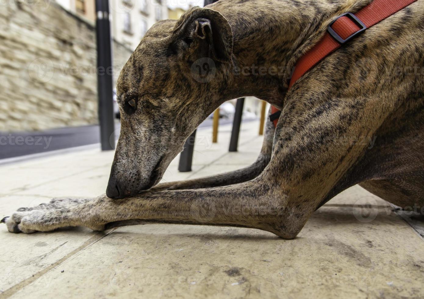 galgo doméstico en la calle foto