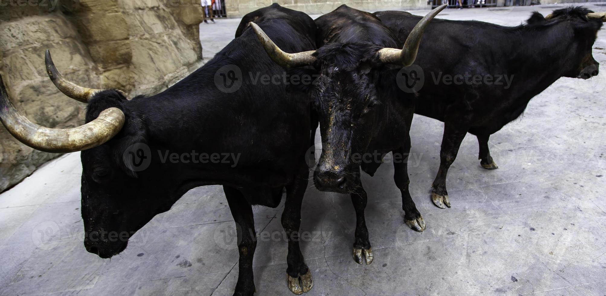 Bulls in a bull run photo
