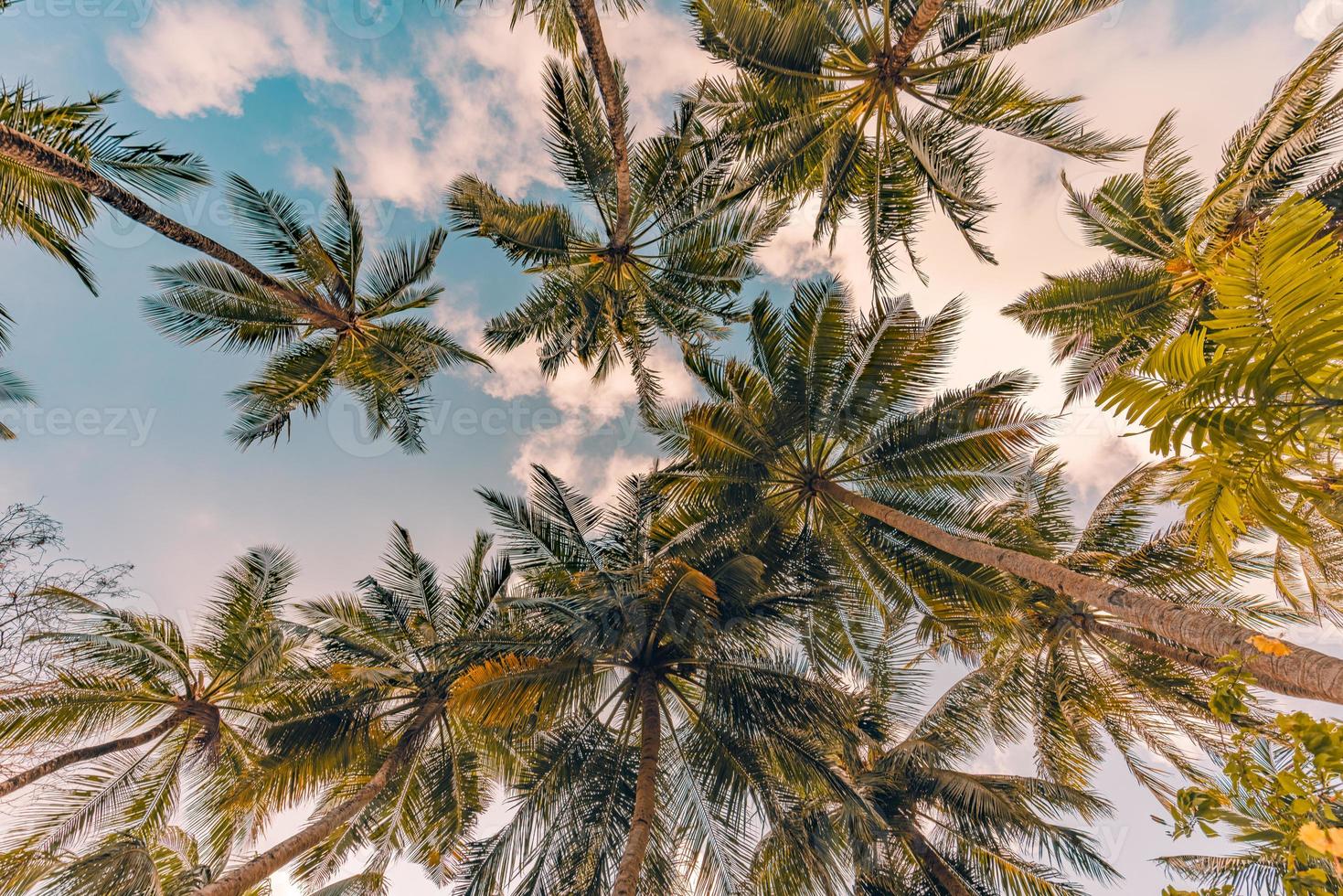 Relaxing sunset on the beach. Palm trees with sky as exotic tropical nature pattern. Natural texture of palm trees leaves on sunset sky. Beautiful nature landscape from low point view, travel vacation photo
