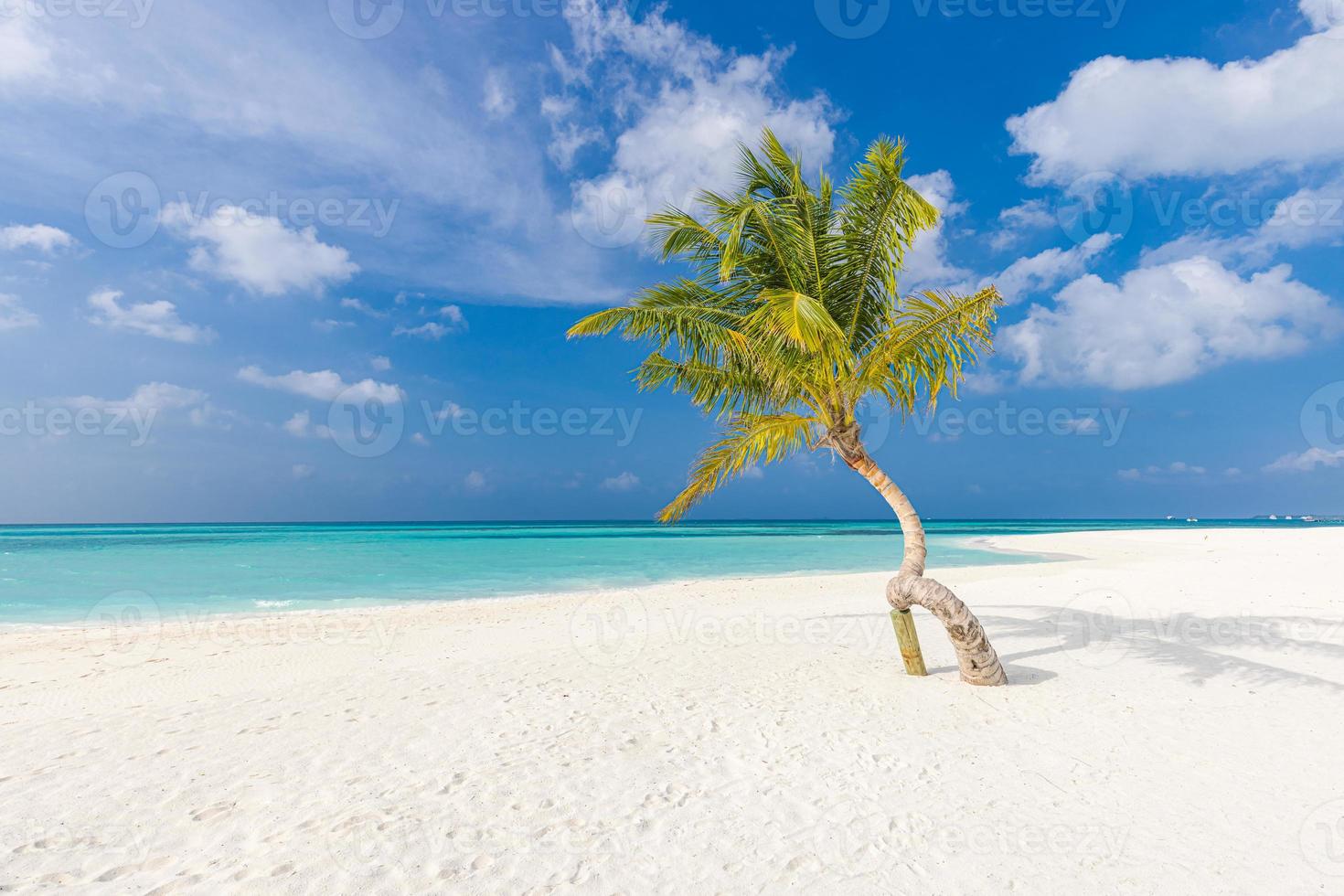 Palm tree on the beach. Lonely tree with sea view, horizon seascape. Exotic tropical shore, with nature pattern. Sunny paradise, colorful landscape, scenic. Relaxing freedom beach, peaceful shore photo