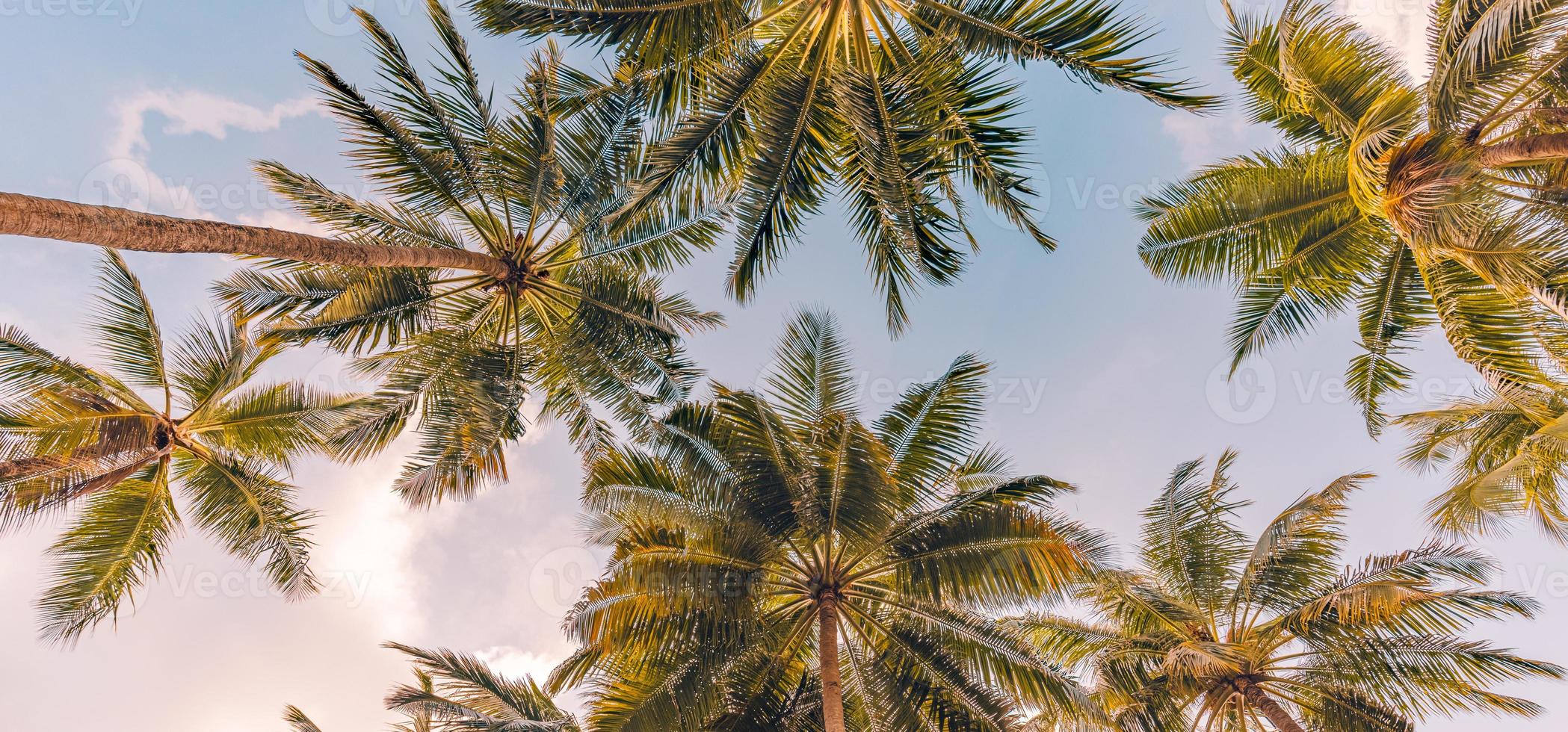 Copy space of tropical palm trees with sunset light on sky background. Tropical island beach, low point of view, inspirational motivational, happy relaxing vibes. Exotic nature landscape photo
