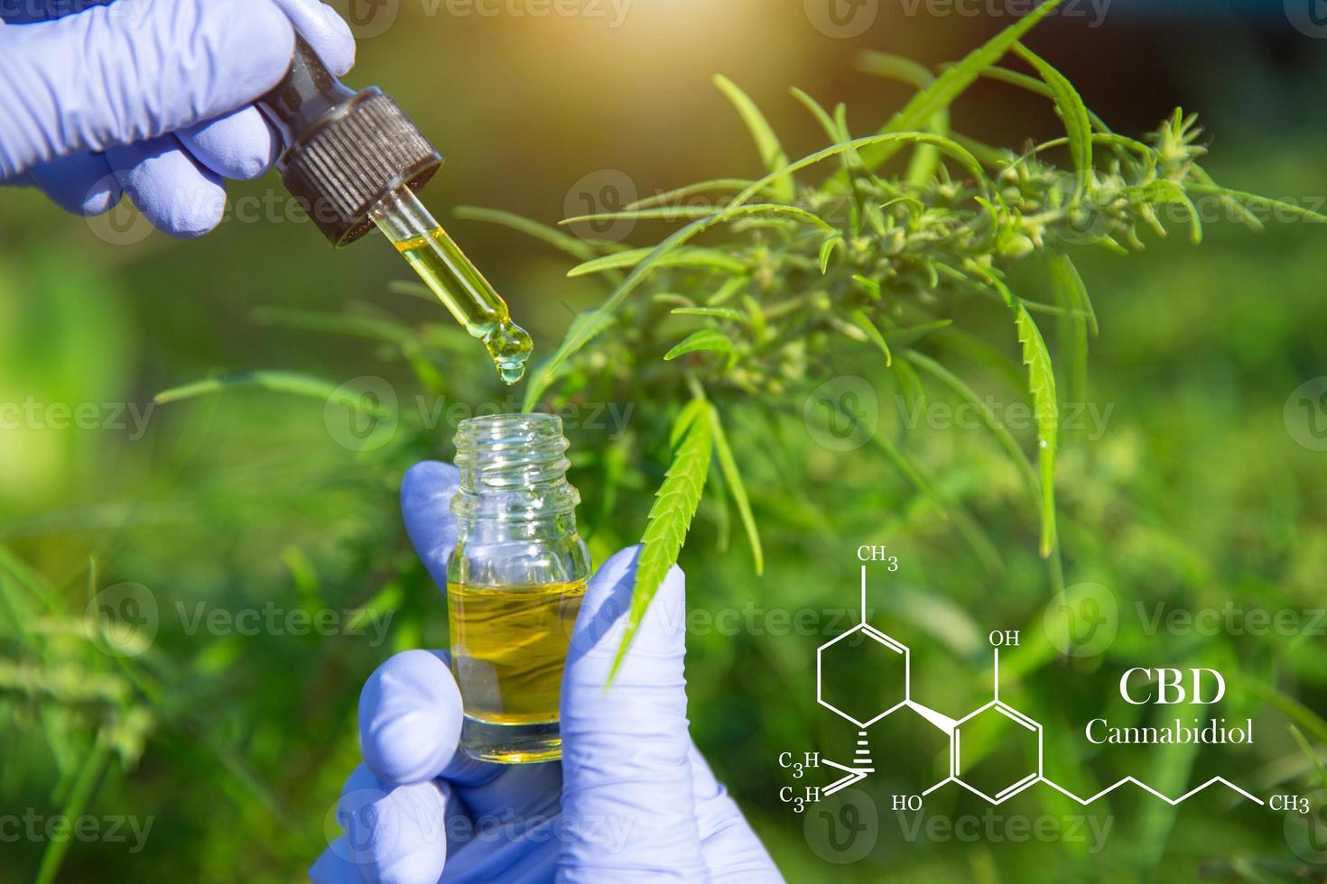 close up of Hemp oil in human hands, CBD formula.  cannabinoids and health, medical marijuana, CBD  elements in Cannabis. photo