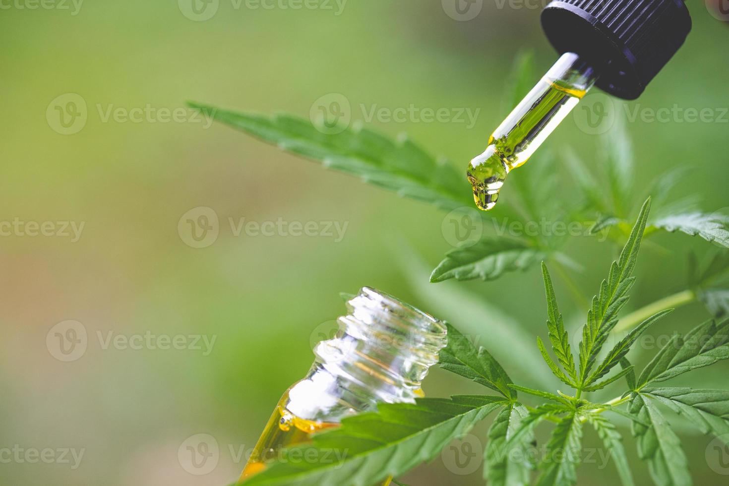 CBD hemp oil, Hand holding bottle of Cannabis oil in pipette photo