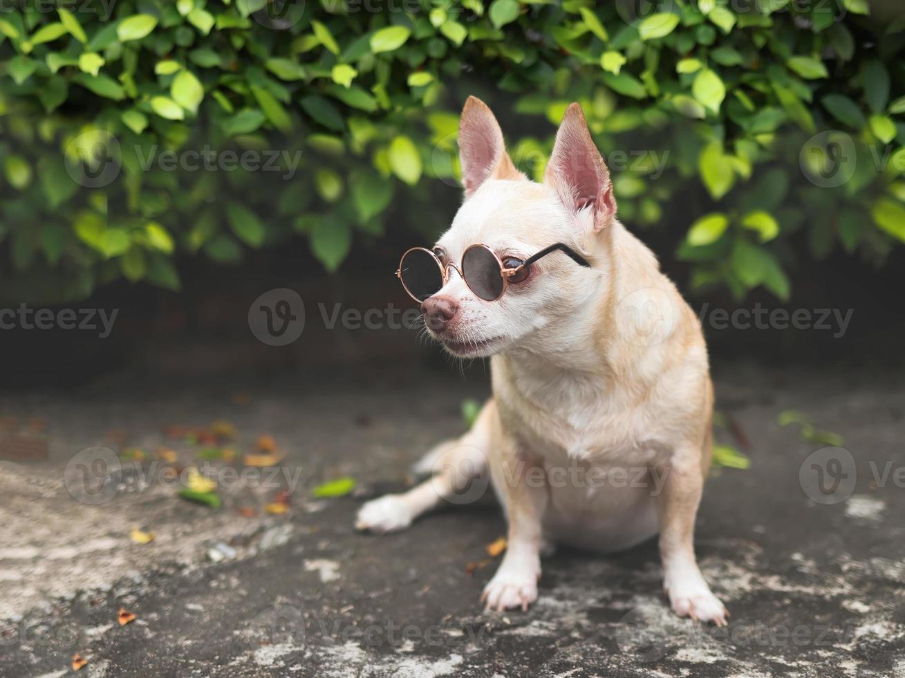 short hair  Chihuahua dog wearing sunglasses  sitting on cement floor in the garden wit green leaves background, looking away curiously. photo