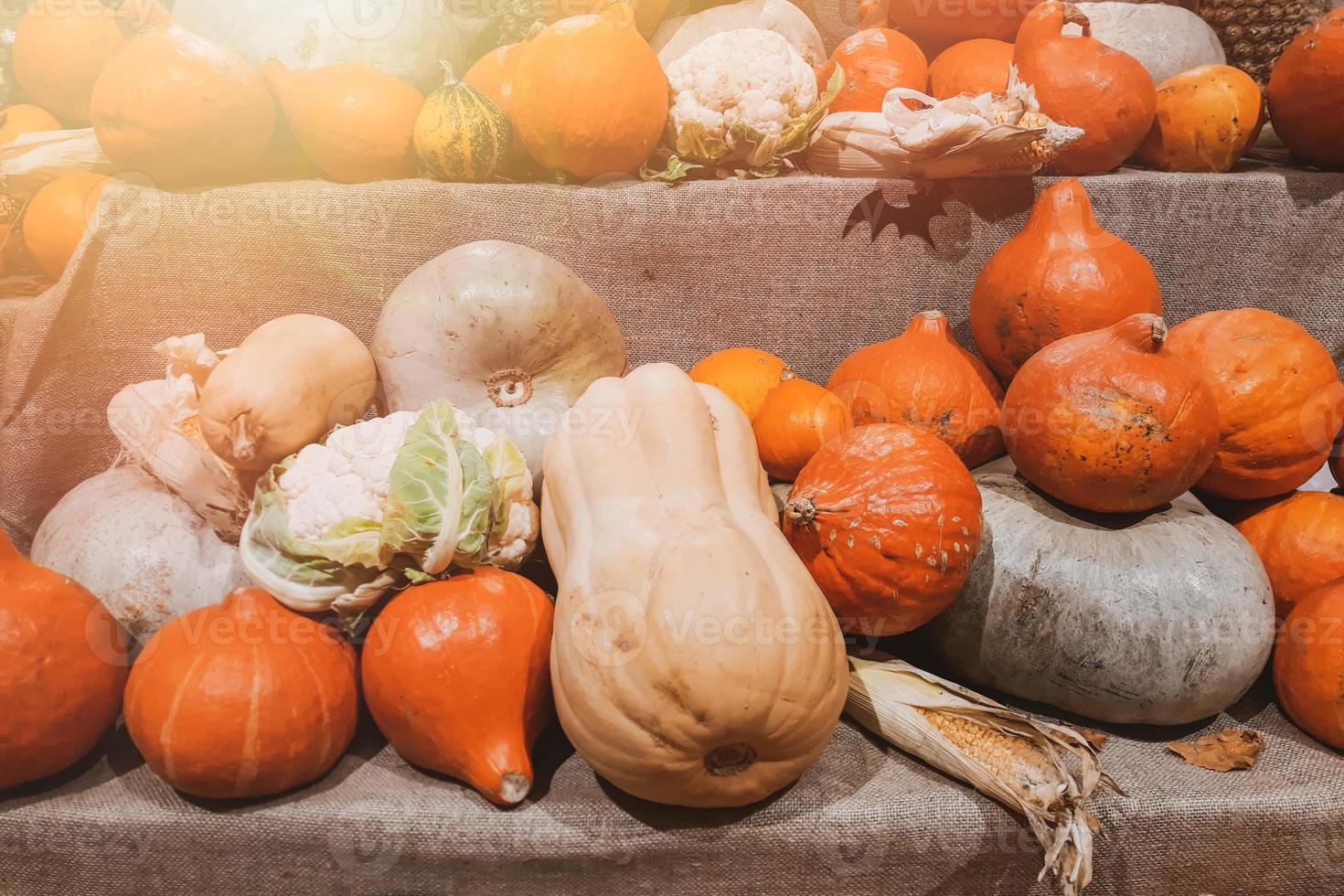 Fresh pumpkins at farmers market in countryside. Harvest, halloween and thanksgiving symbol. photo