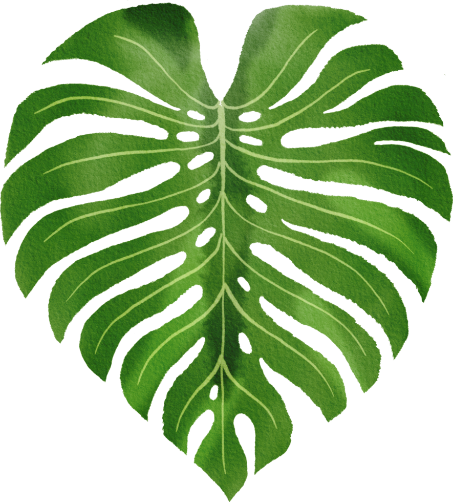 tropical leaves watercolor painted png