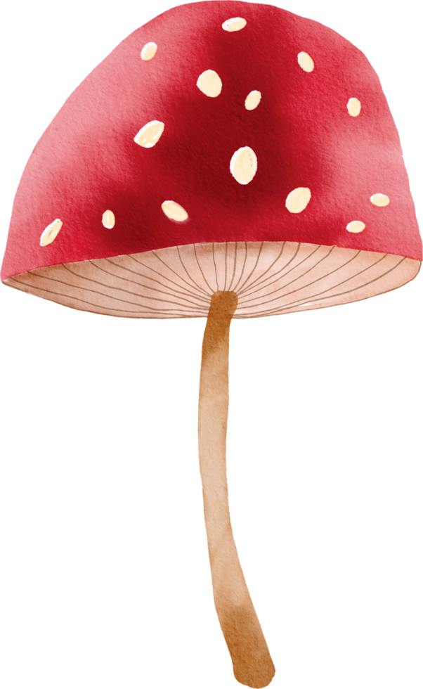 aquarell bunter pilz png