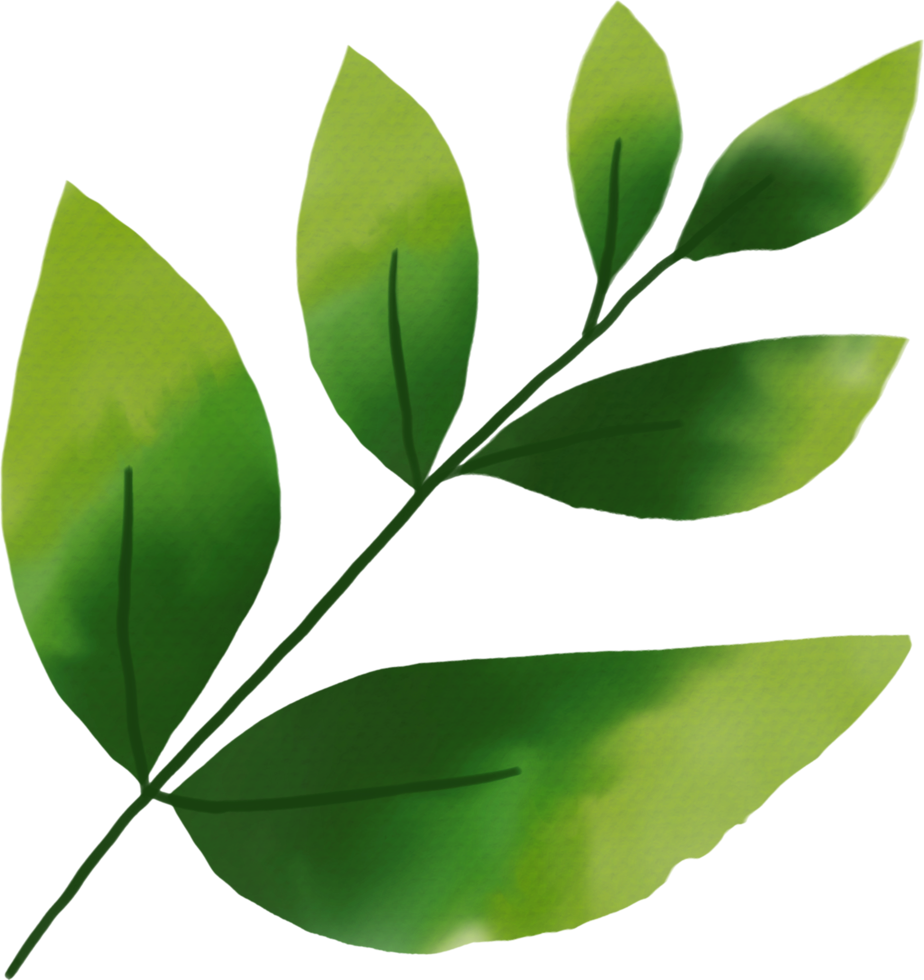Leaf watercolor painted png