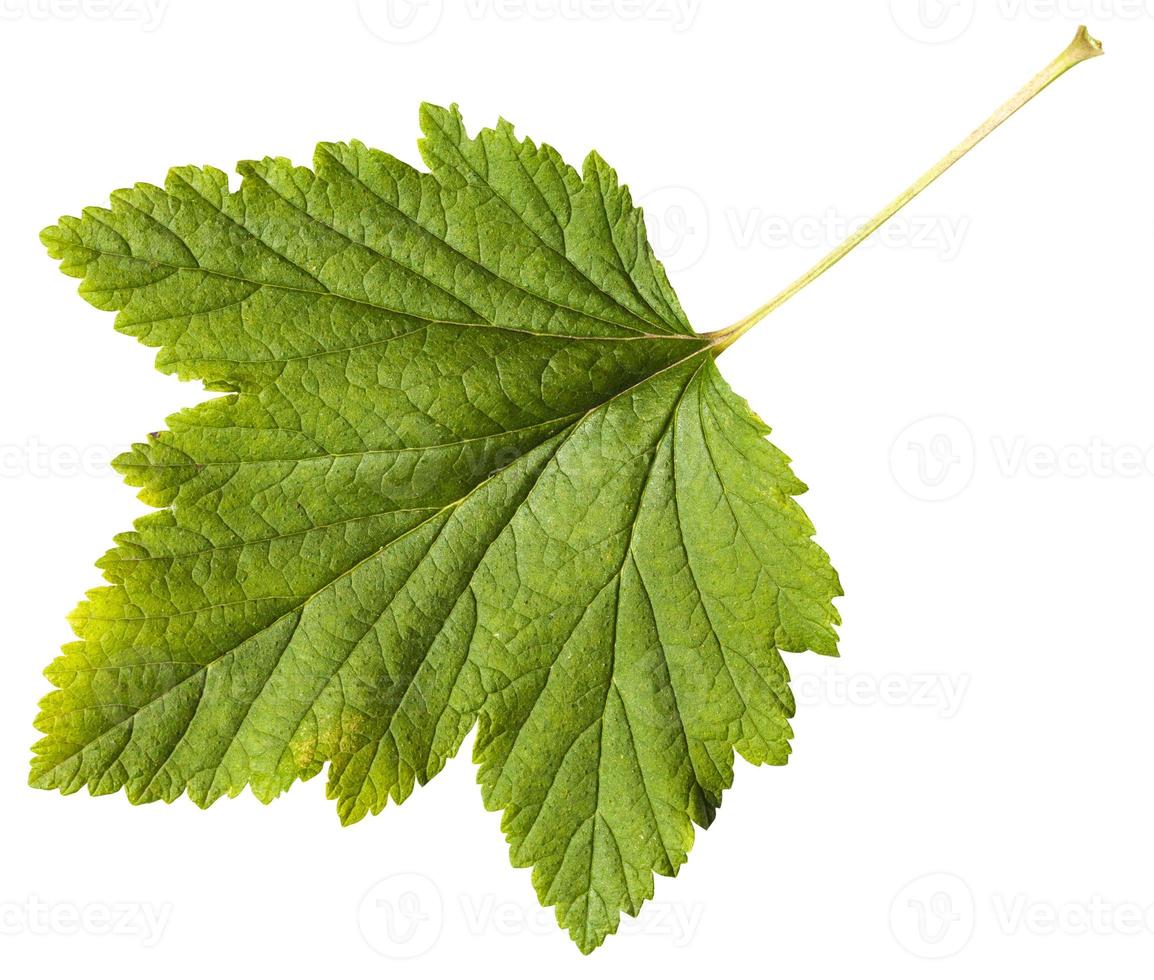 green leaf of Blackcurrant plant Ribes nigrum photo