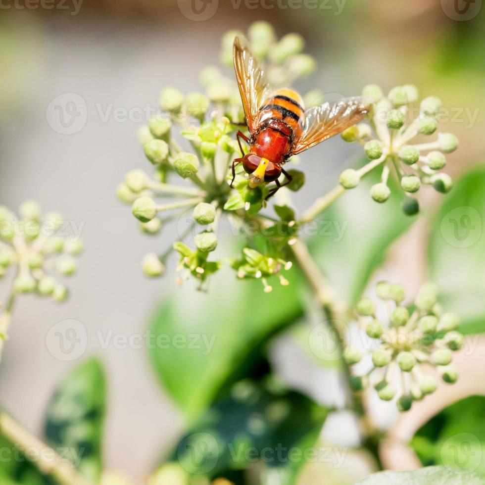 flower fly volucella inanis on blossoms of ivy photo