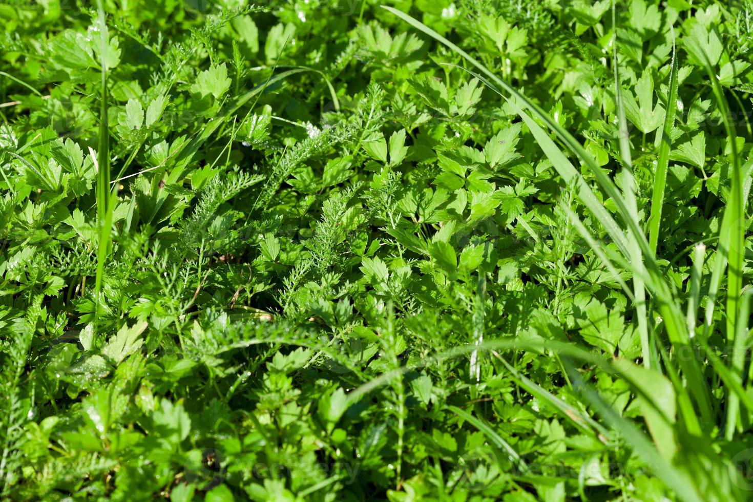 wet green lawn grass close up photo