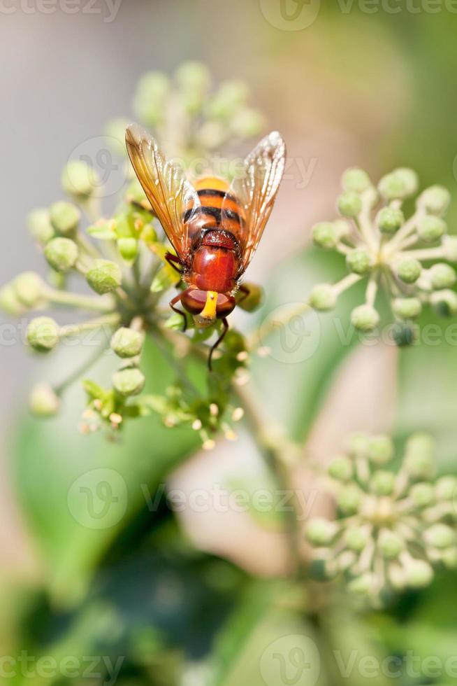 flower fly volucella inanis on blossoms of ivy photo
