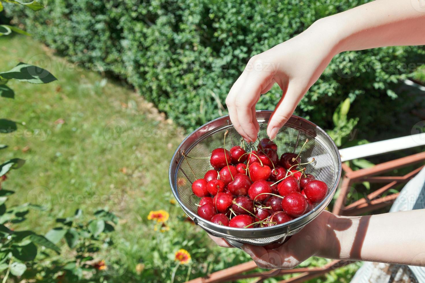 girl eats ripe red sweet cherries photo