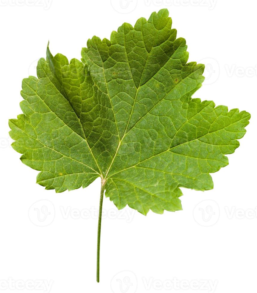 fresh leaf of grape vine plant Vitis vinifera photo