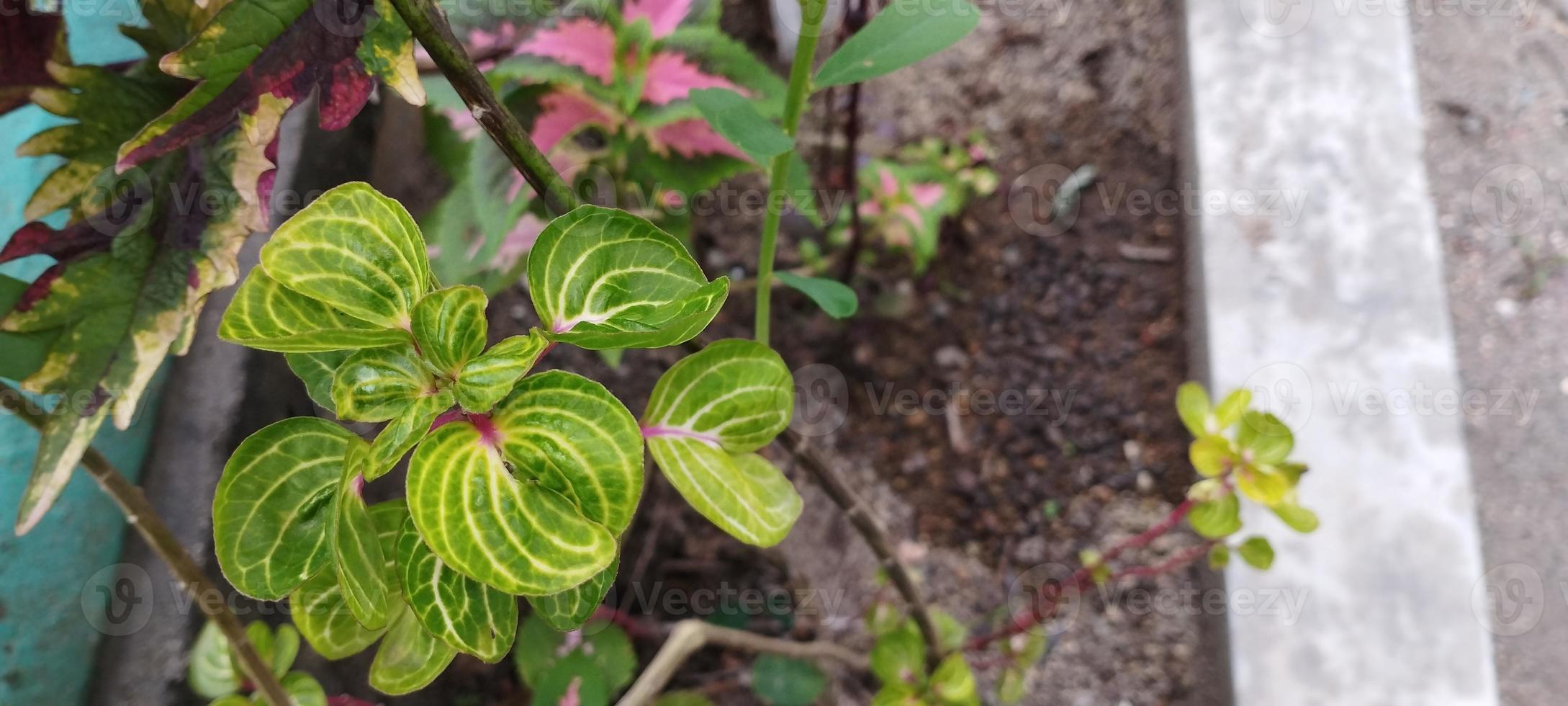 iresine herbstii o conocida como espinaca roja es una hermosa planta para poner en el jardín y en el interior foto