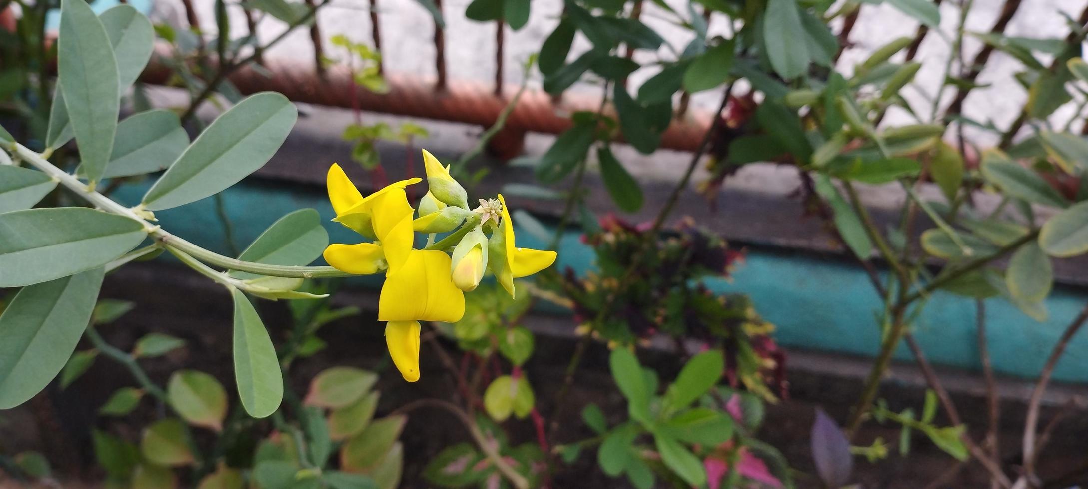 Cytisus scoparius, the common broom or Scotch broom, is a deciduous deciduous shrub native to western and central Europe photo