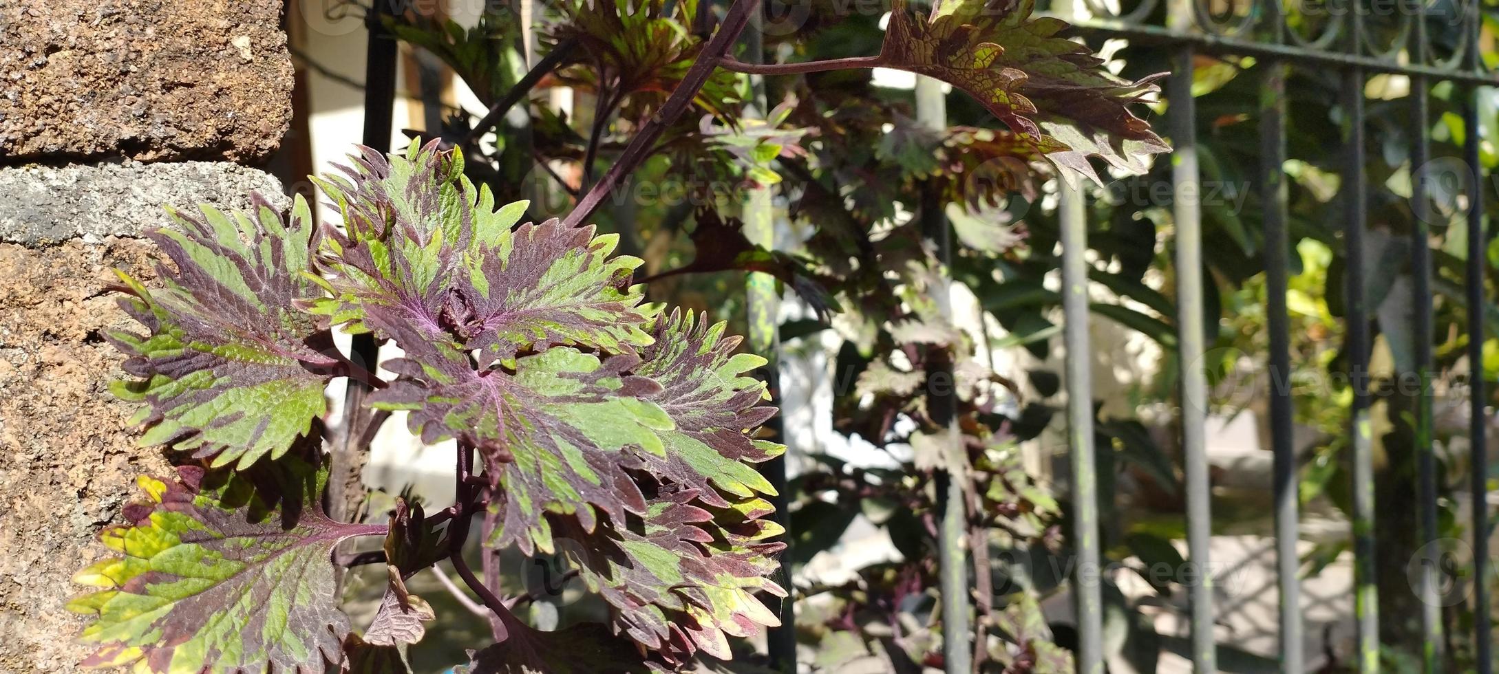 Coleus is a genus of herbaceous or perennial shrubs, sometimes succulent, sometimes with a fleshy or tuberous rootstock. photo