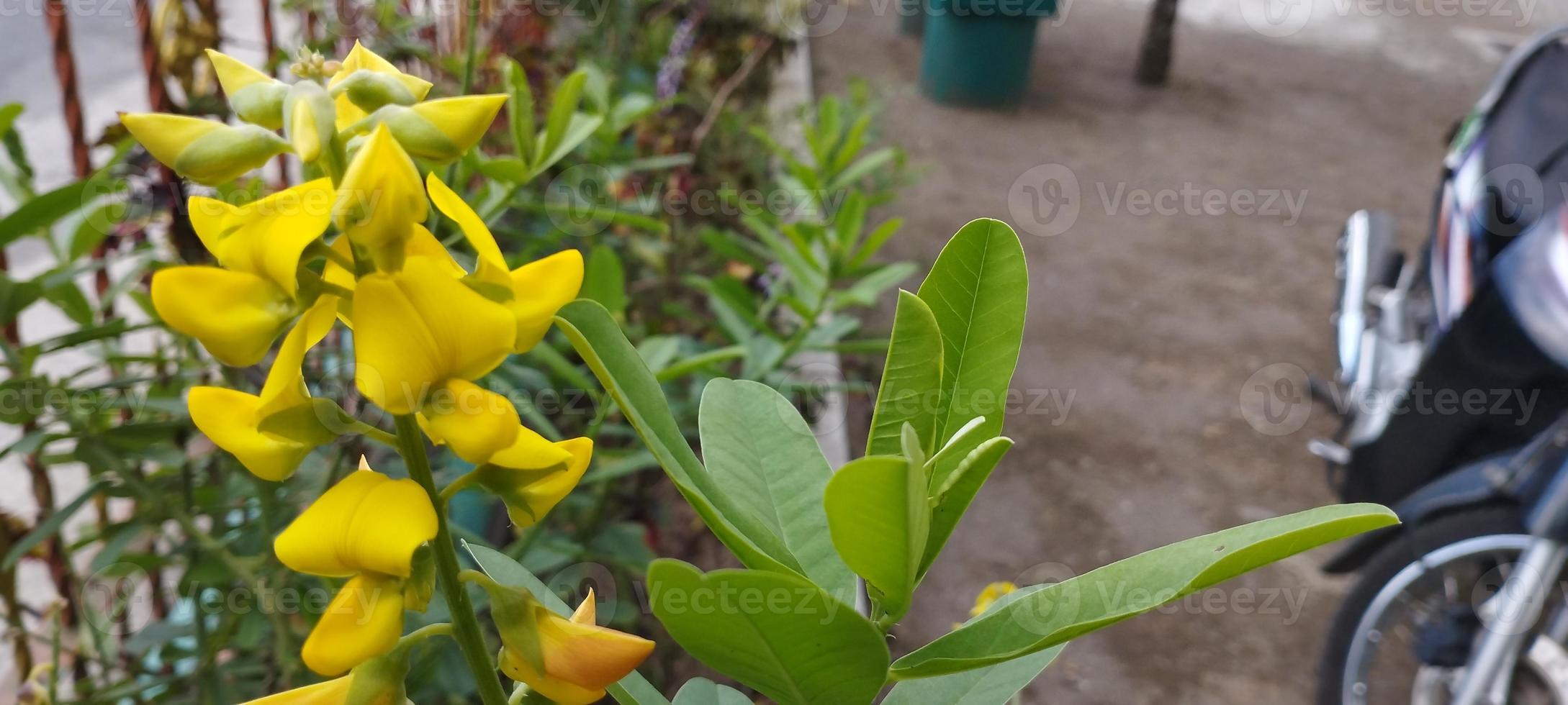 Cytisus scoparius, the common broom or Scotch broom, is a deciduous deciduous shrub native to western and central Europe photo