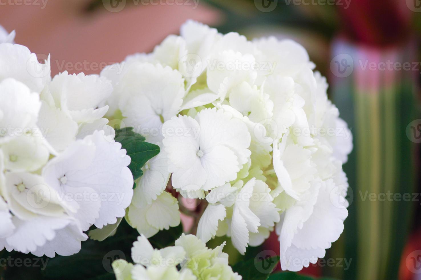 A selective focus shot of white hydrangea photo