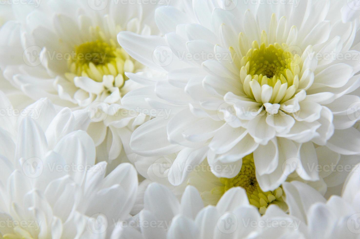 A closeup shot of white chrysanthemums photo