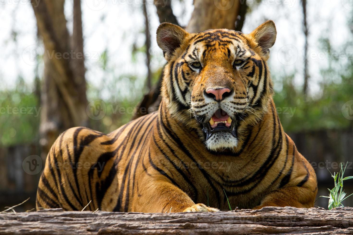 India Bengal Tiger photo