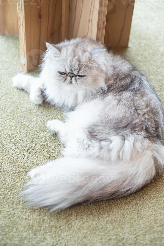 Closed up grey and white long hair cat lie on the table or floor photo