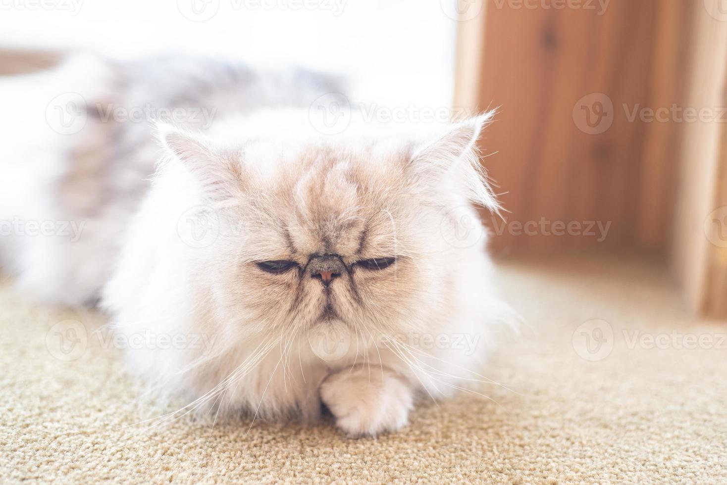 Closed up grey and white cat with small eye lie on the table or floor photo