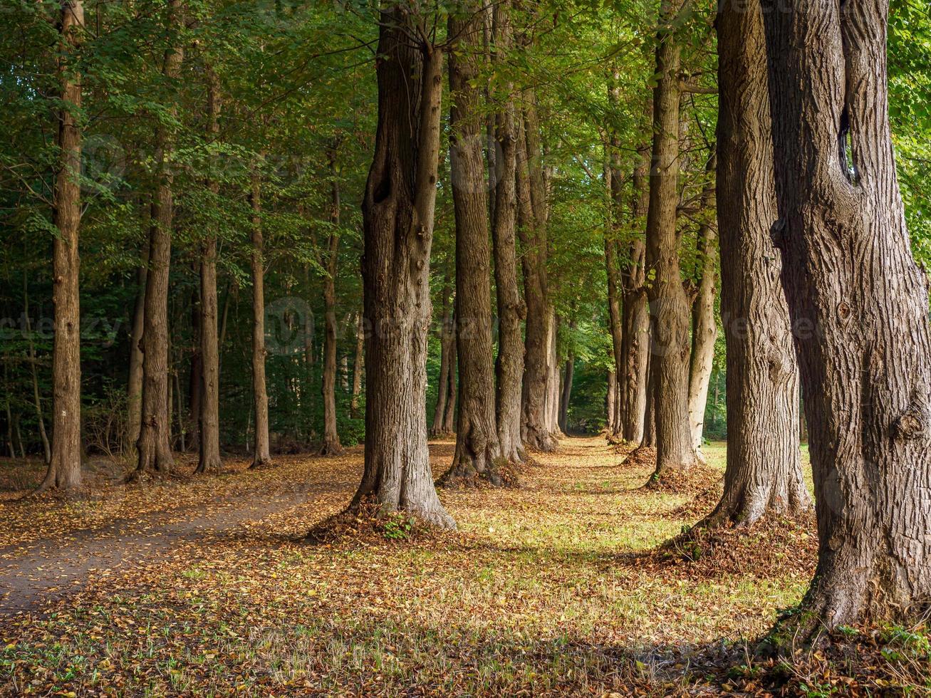 forest and castle in  westphalia photo