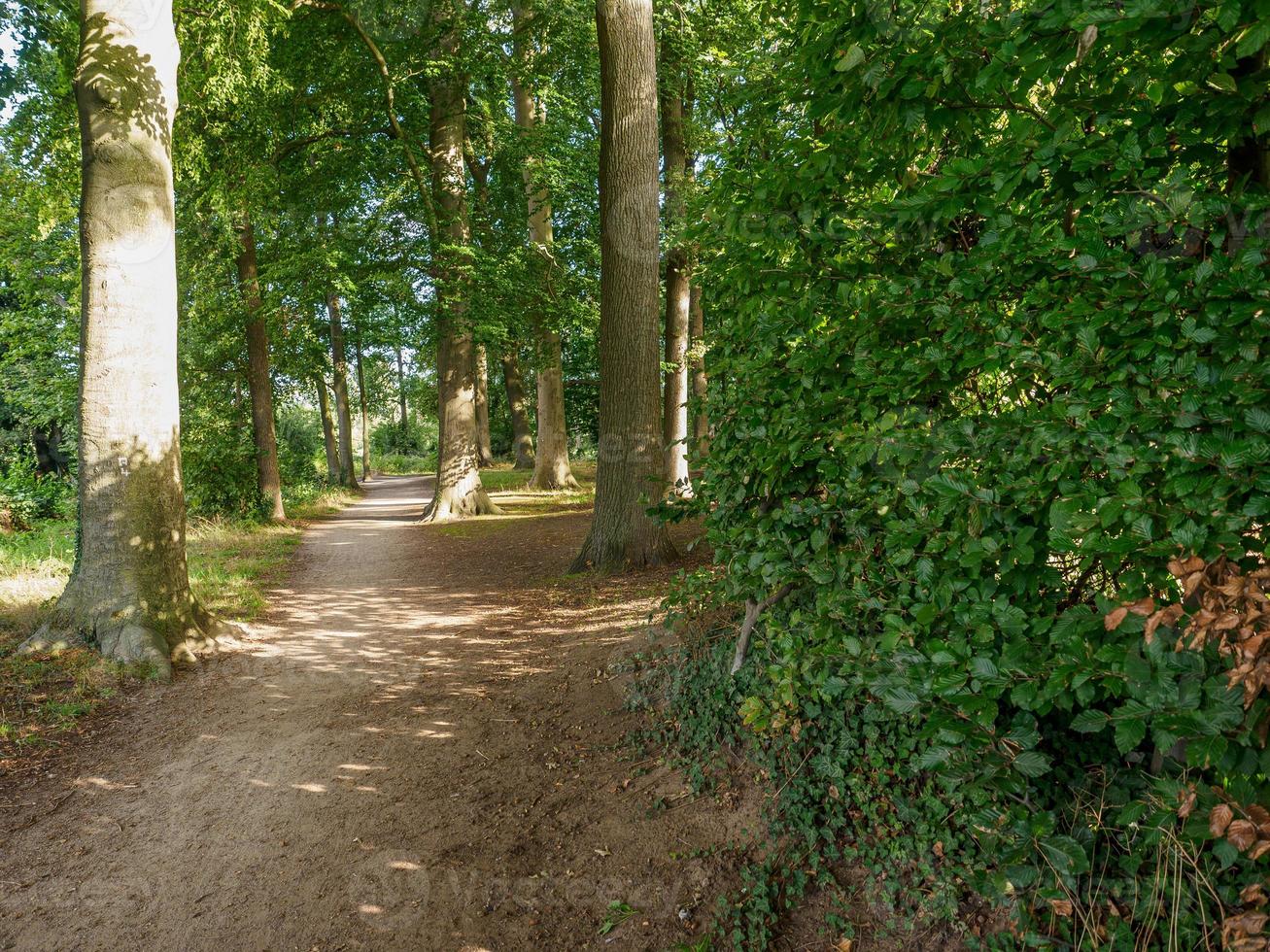 forest and castle in  westphalia photo