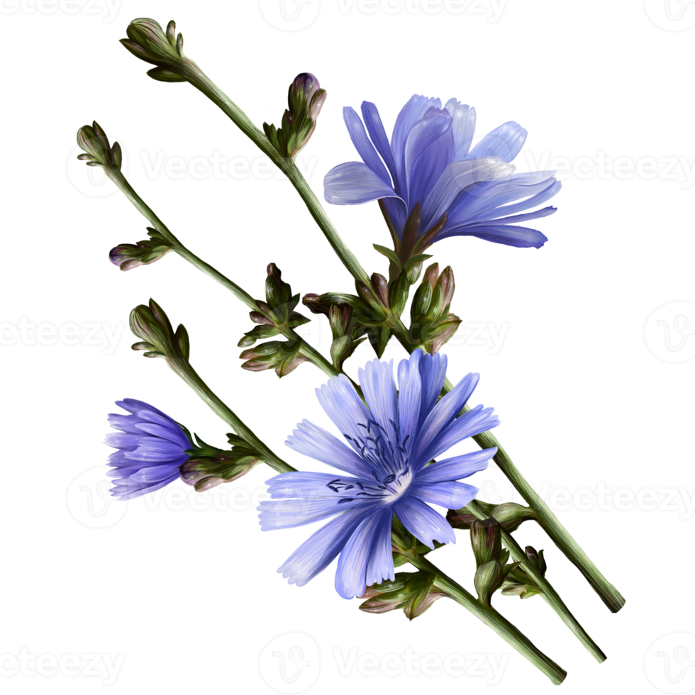bunch of branches of chicory plant, botanical illustration png